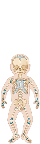 Pediatric Skeletal Anatomy - Sterling Care - In-Home Care Westchester