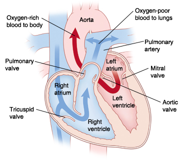 When Your Child Has a Hypoplastic Right Ventricle 