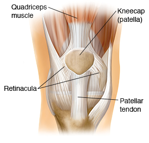 The Kneecap (Patella) and Knee Joint - Sterling Care - In-Home Care ...