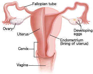 Understanding the Normal Menstrual Cycle - Sterling Care 